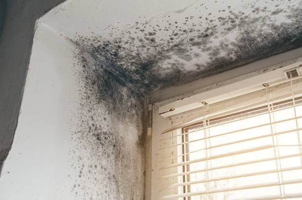 Affordable Mold Cleanup solutions in Hollsopple, PA